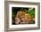 Gorgeous Leopard in Natural Habitat-NejroN Photo-Framed Photographic Print