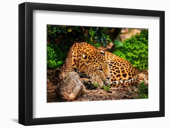 Gorgeous Leopard in Natural Habitat-NejroN Photo-Framed Photographic Print