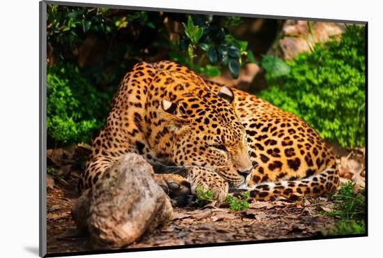 Gorgeous Leopard in Natural Habitat-NejroN Photo-Mounted Photographic Print