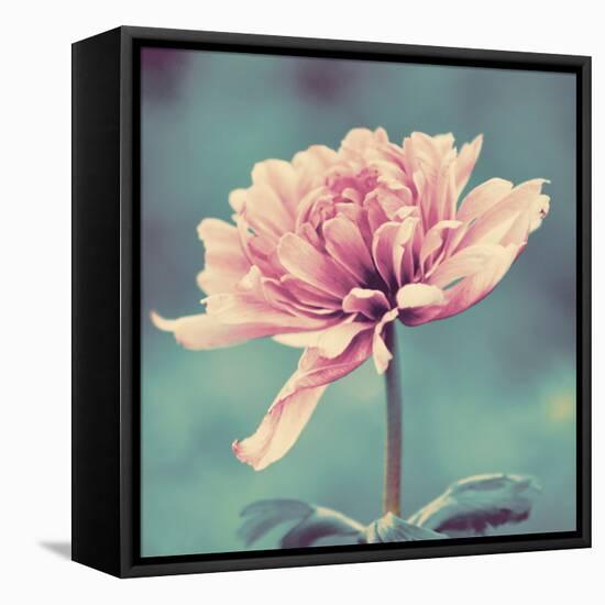 Gorgeous Pink-Gail Peck-Framed Premier Image Canvas