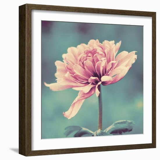 Gorgeous Pink-Gail Peck-Framed Photographic Print