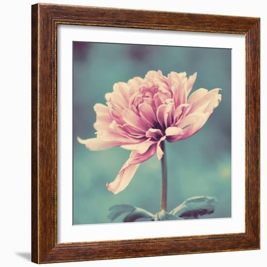 Gorgeous Pink-Gail Peck-Framed Photographic Print