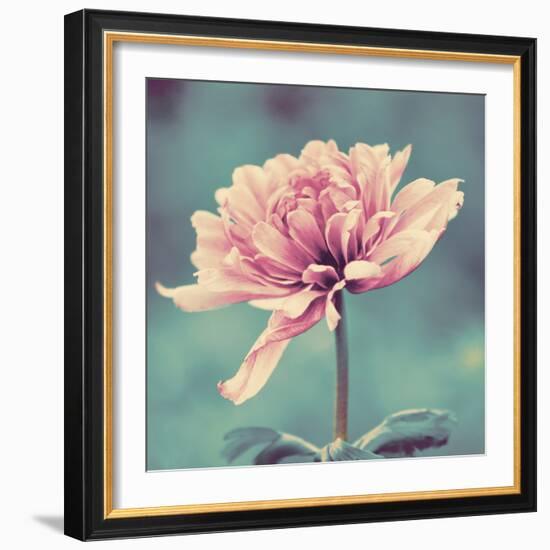 Gorgeous Pink-Gail Peck-Framed Photographic Print