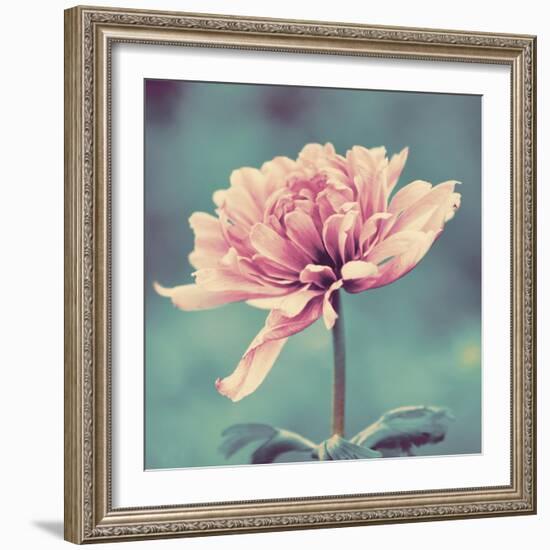 Gorgeous Pink-Gail Peck-Framed Art Print