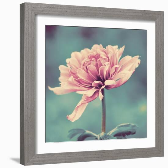 Gorgeous Pink-Gail Peck-Framed Art Print