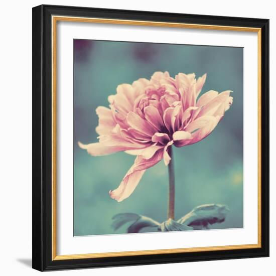 Gorgeous Pink-Gail Peck-Framed Art Print