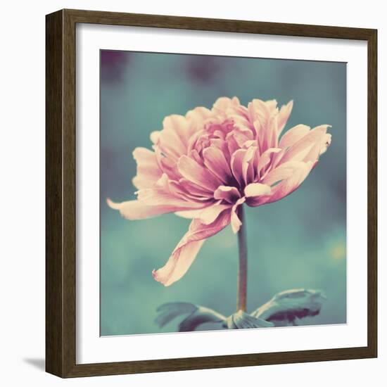 Gorgeous Pink-Gail Peck-Framed Premium Giclee Print