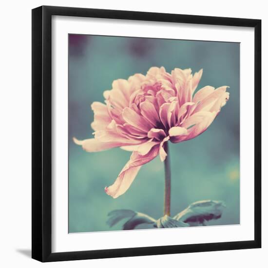 Gorgeous Pink-Gail Peck-Framed Premium Giclee Print