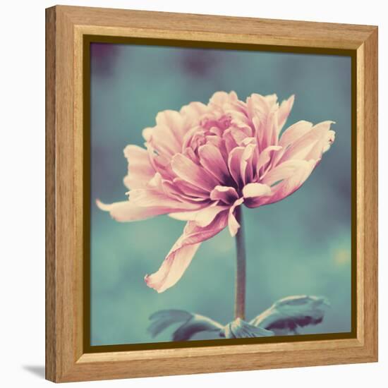 Gorgeous Pink-Gail Peck-Framed Stretched Canvas