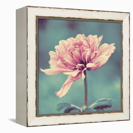 Gorgeous Pink-Gail Peck-Framed Stretched Canvas