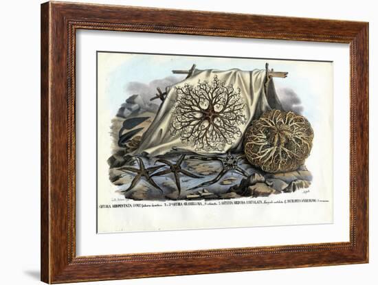 Gorgon's Head, 1863-79-Raimundo Petraroja-Framed Giclee Print