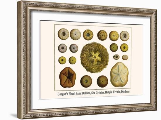 Gorgon's Head, Sand Dollars, Sea Urchins, Hatpin Urchin, Diadems-Albertus Seba-Framed Art Print