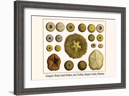 Gorgon's Head, Sand Dollars, Sea Urchins, Hatpin Urchin, Diadems-Albertus Seba-Framed Art Print