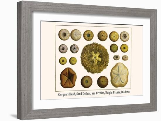 Gorgon's Head, Sand Dollars, Sea Urchins, Hatpin Urchin, Diadems-Albertus Seba-Framed Art Print