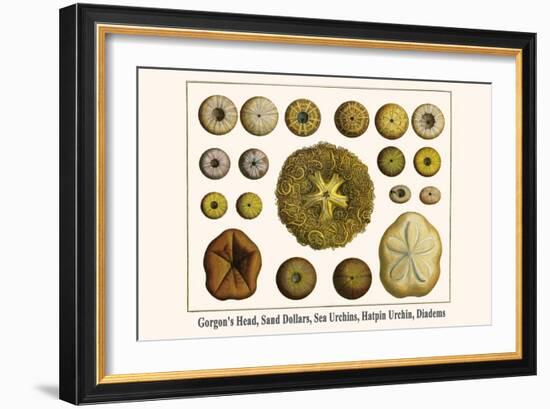 Gorgon's Head, Sand Dollars, Sea Urchins, Hatpin Urchin, Diadems-Albertus Seba-Framed Art Print