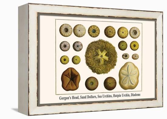 Gorgon's Head, Sand Dollars, Sea Urchins, Hatpin Urchin, Diadems-Albertus Seba-Framed Stretched Canvas