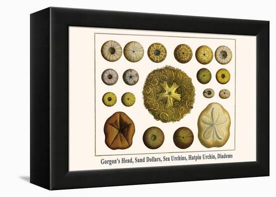 Gorgon's Head, Sand Dollars, Sea Urchins, Hatpin Urchin, Diadems-Albertus Seba-Framed Stretched Canvas