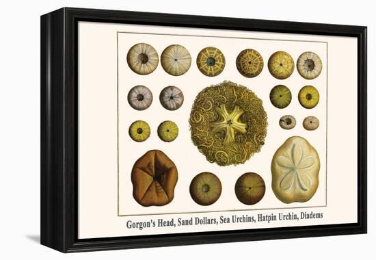 Gorgon's Head, Sand Dollars, Sea Urchins, Hatpin Urchin, Diadems-Albertus Seba-Framed Stretched Canvas