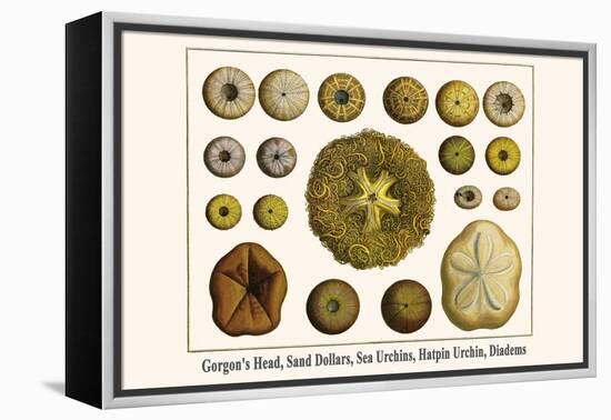 Gorgon's Head, Sand Dollars, Sea Urchins, Hatpin Urchin, Diadems-Albertus Seba-Framed Stretched Canvas