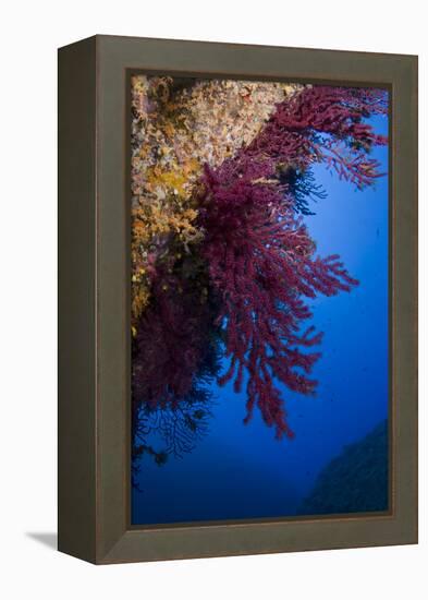 Gorgonian Coral on Rock Face Covered with Yellow Encrusting Anemones, Sponges and Corals, Corsica-Pitkin-Framed Premier Image Canvas