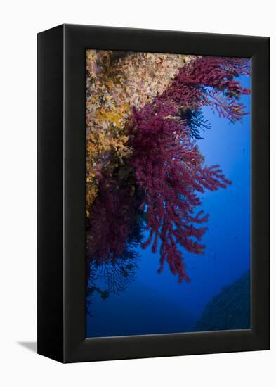 Gorgonian Coral on Rock Face Covered with Yellow Encrusting Anemones, Sponges and Corals, Corsica-Pitkin-Framed Premier Image Canvas