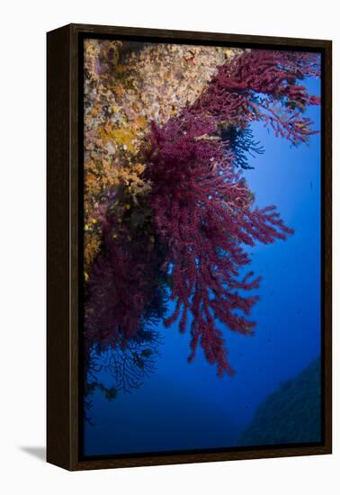 Gorgonian Coral on Rock Face Covered with Yellow Encrusting Anemones, Sponges and Corals, Corsica-Pitkin-Framed Premier Image Canvas