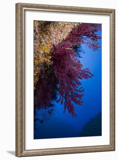 Gorgonian Coral on Rock Face Covered with Yellow Encrusting Anemones, Sponges and Corals, Corsica-Pitkin-Framed Photographic Print