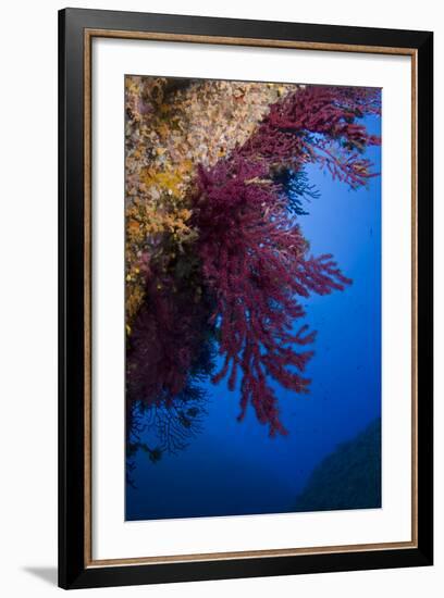 Gorgonian Coral on Rock Face Covered with Yellow Encrusting Anemones, Sponges and Corals, Corsica-Pitkin-Framed Photographic Print