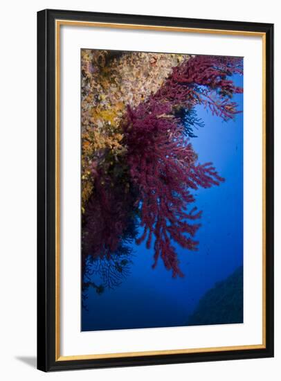 Gorgonian Coral on Rock Face Covered with Yellow Encrusting Anemones, Sponges and Corals, Corsica-Pitkin-Framed Photographic Print