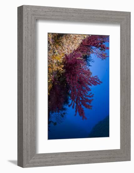 Gorgonian Coral on Rock Face Covered with Yellow Encrusting Anemones, Sponges and Corals, Corsica-Pitkin-Framed Photographic Print