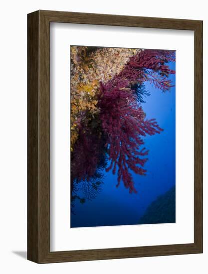 Gorgonian Coral on Rock Face Covered with Yellow Encrusting Anemones, Sponges and Corals, Corsica-Pitkin-Framed Photographic Print