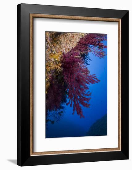 Gorgonian Coral on Rock Face Covered with Yellow Encrusting Anemones, Sponges and Corals, Corsica-Pitkin-Framed Photographic Print