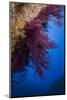 Gorgonian Coral on Rock Face Covered with Yellow Encrusting Anemones, Sponges and Corals, Corsica-Pitkin-Mounted Photographic Print