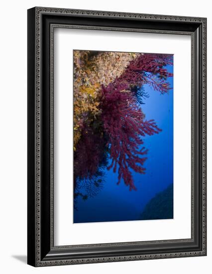 Gorgonian Coral on Rock Face Covered with Yellow Encrusting Anemones, Sponges and Corals, Corsica-Pitkin-Framed Photographic Print