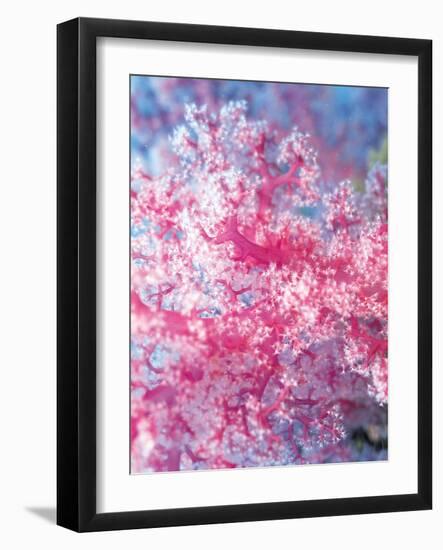 Gorgonian Coral-Ihoko Saito/ Toshiyuki Tajima-Framed Photographic Print