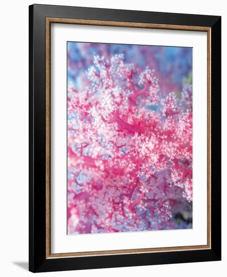 Gorgonian Coral-Ihoko Saito/ Toshiyuki Tajima-Framed Photographic Print