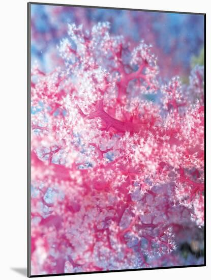 Gorgonian Coral-Ihoko Saito/ Toshiyuki Tajima-Mounted Photographic Print
