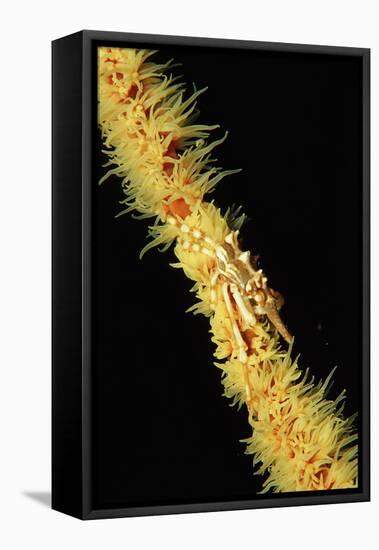 Gorgonian Crab (Xenocarcinus Tuberculatus), Indonesia, Indo-Pacific Ocean.-Reinhard Dirscherl-Framed Premier Image Canvas