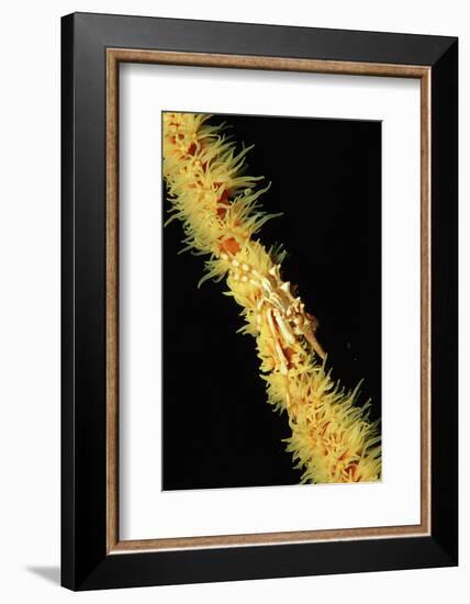 Gorgonian Crab (Xenocarcinus Tuberculatus), Indonesia, Indo-Pacific Ocean.-Reinhard Dirscherl-Framed Photographic Print