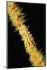 Gorgonian Crab (Xenocarcinus Tuberculatus), Indonesia, Indo-Pacific Ocean.-Reinhard Dirscherl-Mounted Photographic Print