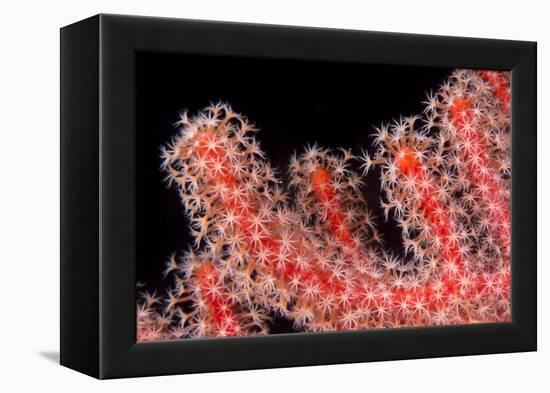 Gorgonian Fan (Melithaeidae) Polyps Open and Feeding, Queensland, Australia, Pacific-Louise Murray-Framed Premier Image Canvas