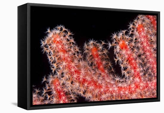 Gorgonian Fan (Melithaeidae) Polyps Open and Feeding, Queensland, Australia, Pacific-Louise Murray-Framed Premier Image Canvas