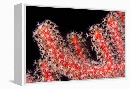 Gorgonian Fan (Melithaeidae) Polyps Open and Feeding, Queensland, Australia, Pacific-Louise Murray-Framed Premier Image Canvas