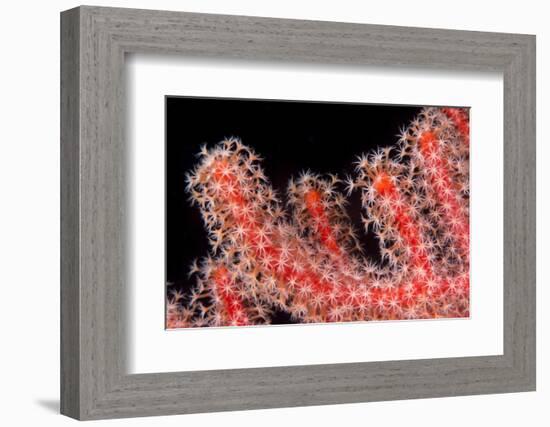 Gorgonian Fan (Melithaeidae) Polyps Open and Feeding, Queensland, Australia, Pacific-Louise Murray-Framed Photographic Print