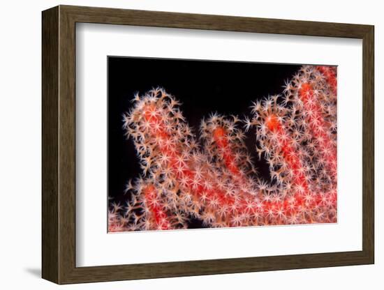 Gorgonian Fan (Melithaeidae) Polyps Open and Feeding, Queensland, Australia, Pacific-Louise Murray-Framed Photographic Print