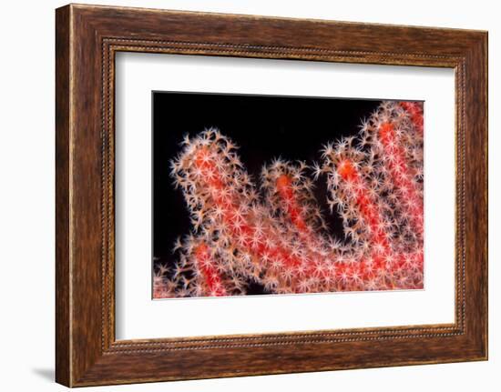 Gorgonian Fan (Melithaeidae) Polyps Open and Feeding, Queensland, Australia, Pacific-Louise Murray-Framed Photographic Print