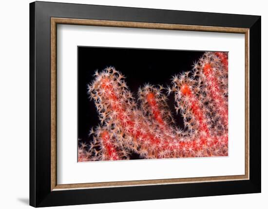 Gorgonian Fan (Melithaeidae) Polyps Open and Feeding, Queensland, Australia, Pacific-Louise Murray-Framed Photographic Print