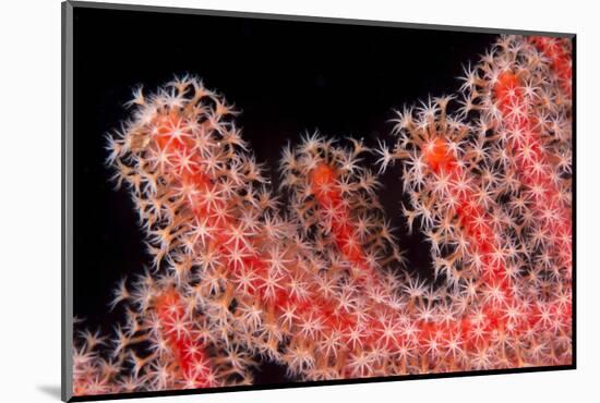 Gorgonian Fan (Melithaeidae) Polyps Open and Feeding, Queensland, Australia, Pacific-Louise Murray-Mounted Photographic Print