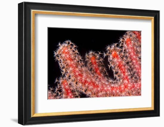 Gorgonian Fan (Melithaeidae) Polyps Open and Feeding, Queensland, Australia, Pacific-Louise Murray-Framed Photographic Print