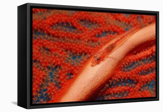 Gorgonian Goby (Braninops Amplus)-Reinhard Dirscherl-Framed Premier Image Canvas